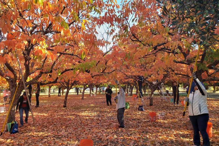The canopy of orange leaves at a persimmon orchard is a beautiful backdrop to our morning harvest events