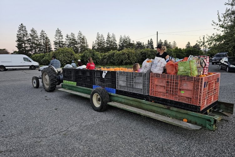 At the end of an evening harvest, Andrew and family drive the tractor with oranges and equipment back to the shed