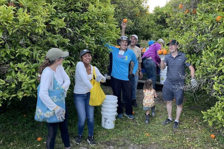 Groups of volunteers celebrate the oranges they picked together