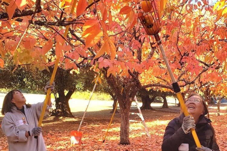 Volunteers use pole pickers to reach persimmons on orchard trees