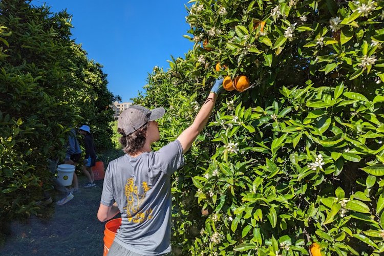The trees are pruned so most fruit can be picked by hand from standing on the ground