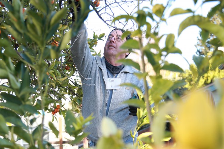 Volunteer picking oranges