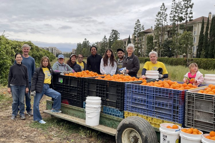 Volunteers with a tractor full of oranges