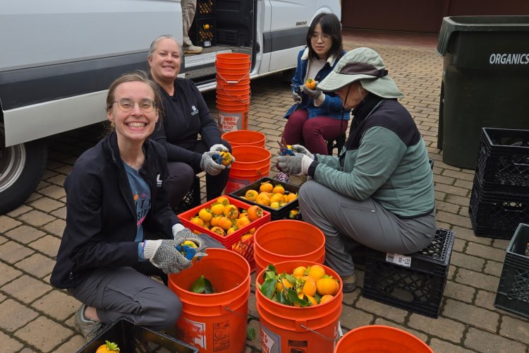 Volunteers sorting Hachiya persimmons at a Mountain View home harvest in November