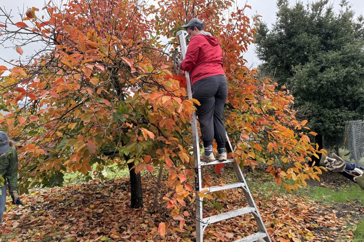 Beautiful fall colors on the persimmon trees at the Gilroy orchard in November