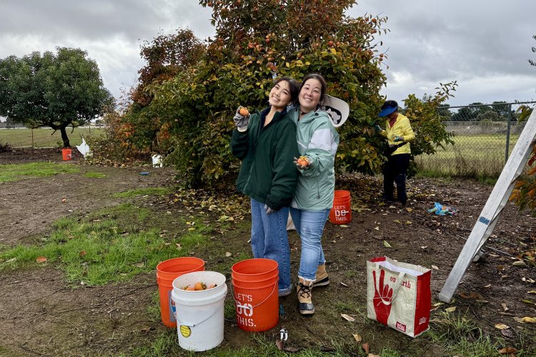 Happy volunteers, Gilroy persimmon orchard