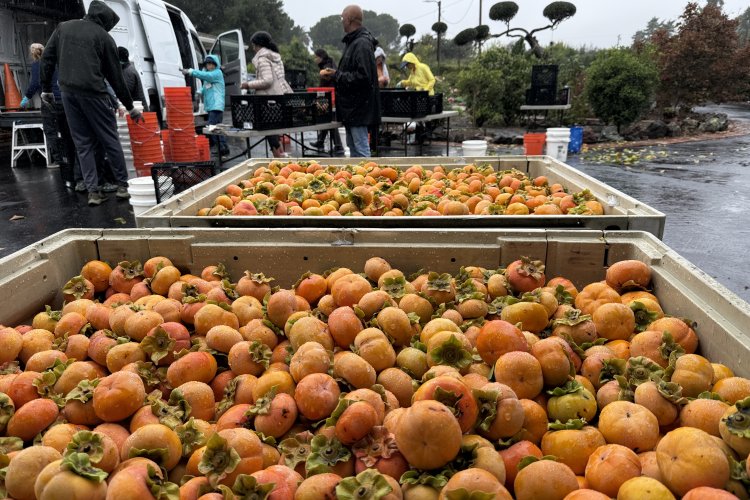 Farm bins filled with 900 lbs of Fuyu persimmons each