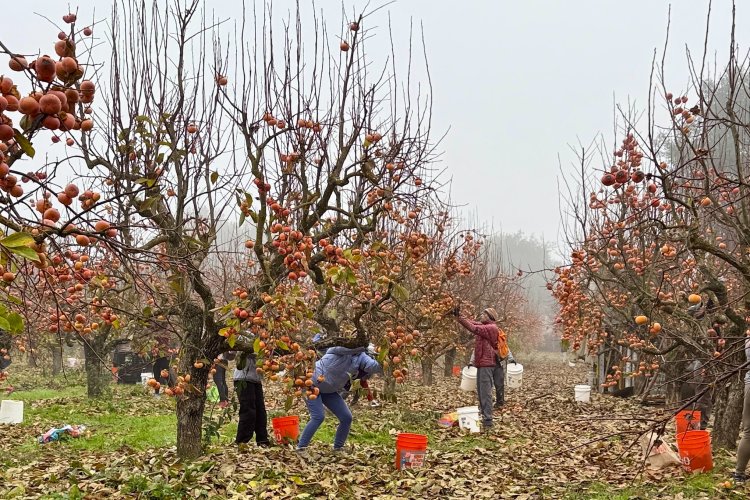 San Martin persimmon orchard, December 2025