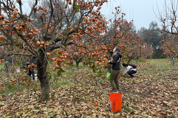 Very abundant persimmon trees in San Martin