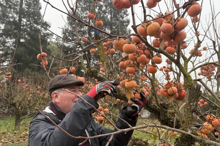 Volunteer clipping very abundant persimmons off the tree