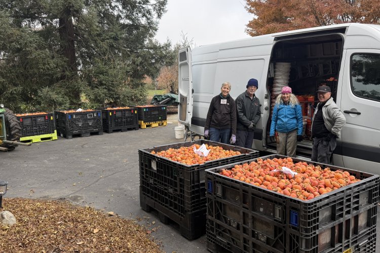7 farm bins and a van full of Fuyu persimmons