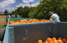 Orange orchard trailer, bins, and volunteer