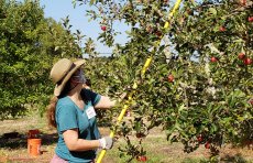 Volunteer harvesting apples
