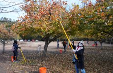 Fuyu persimmon orchard volunteers