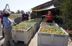 Filled bins with apples