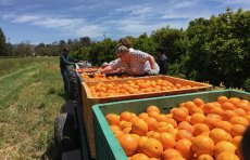 North SJ Orange Orchard vista with bins