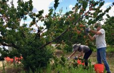 Volunteers picking apricots, Saratoga June 13