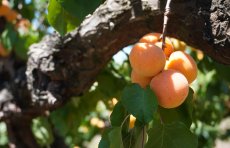 Apricot branch abundance