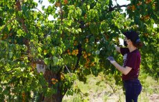 Volunteer harvesting apricots, Saratoga June 2020