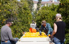 In the orange orchard