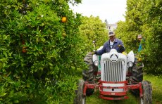 Orange orchard and vintage tractor