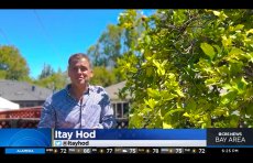 CBS Bay Area KPIX TV backyard Village Harvest