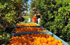 Orange orchard row with bins and volunteer emptying fruit