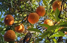 Oranges growing on an orchard tree