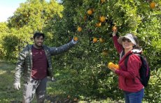 Volunteers pick oranges from orchard tree