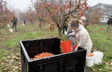 Volunter filling bin with Fuyu persimmons