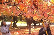 Volunteers use pole pickers to reach persimmons on orchard trees