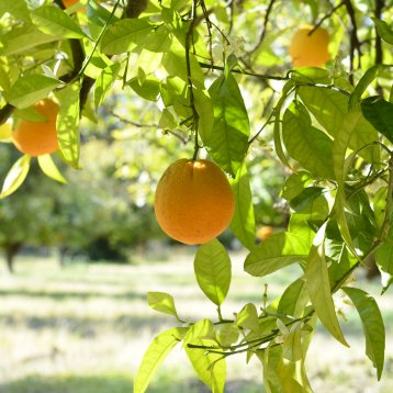 oranges in an orchard